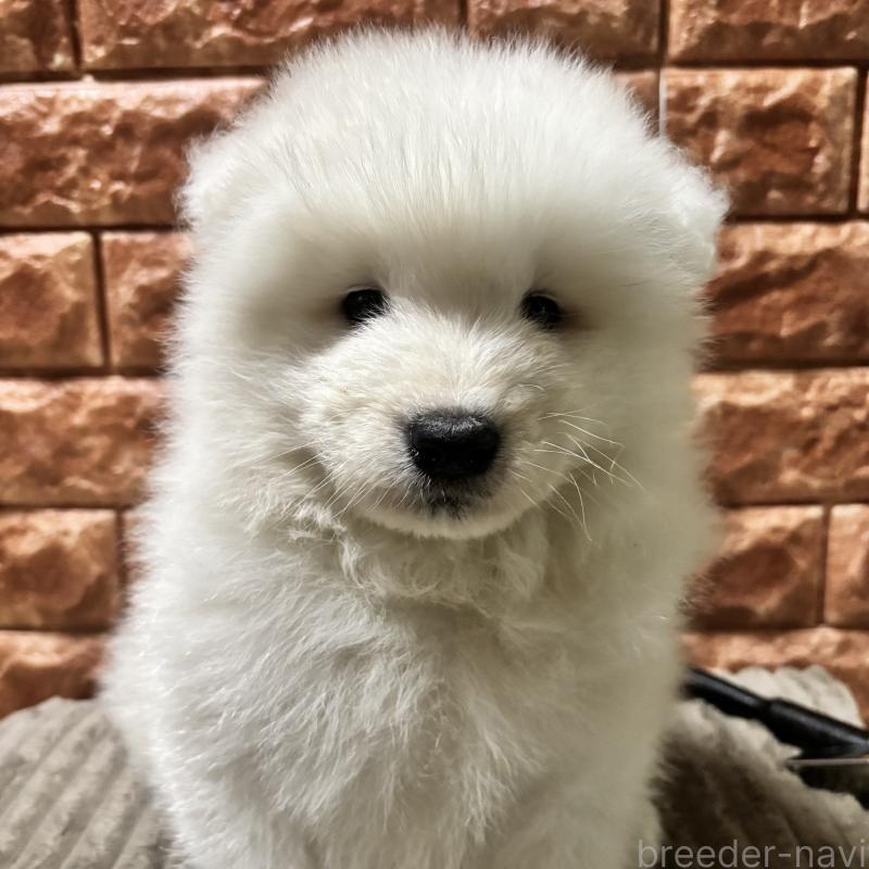 販売中の北海道のサモエド-449953