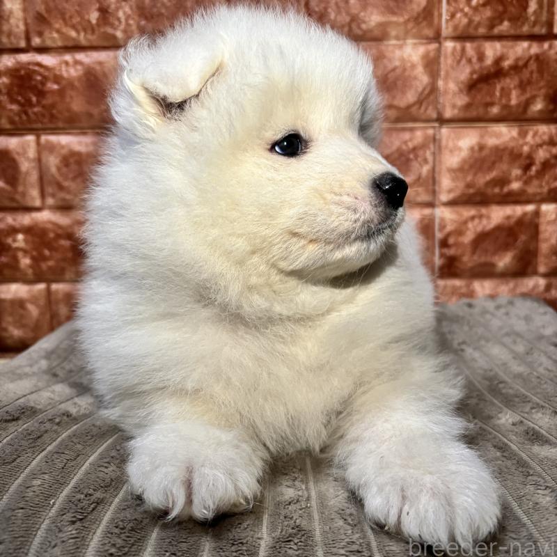 販売中の北海道のサモエド-449953の4枚目