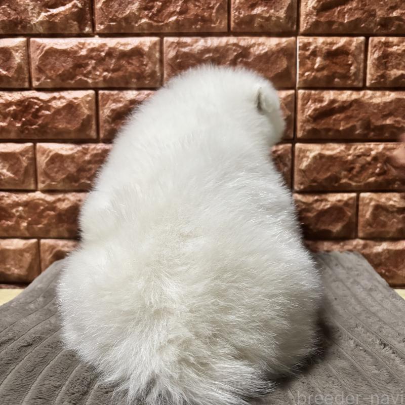 販売中の北海道のサモエド-449953の3枚目