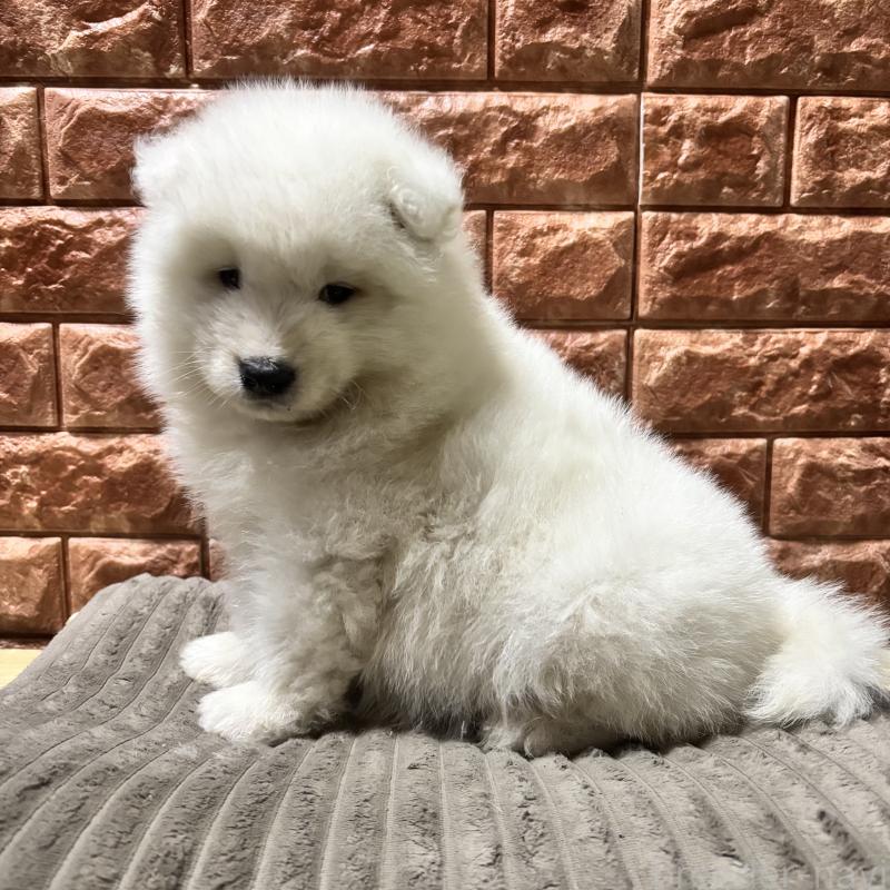 販売中の北海道のサモエド-449953の2枚目