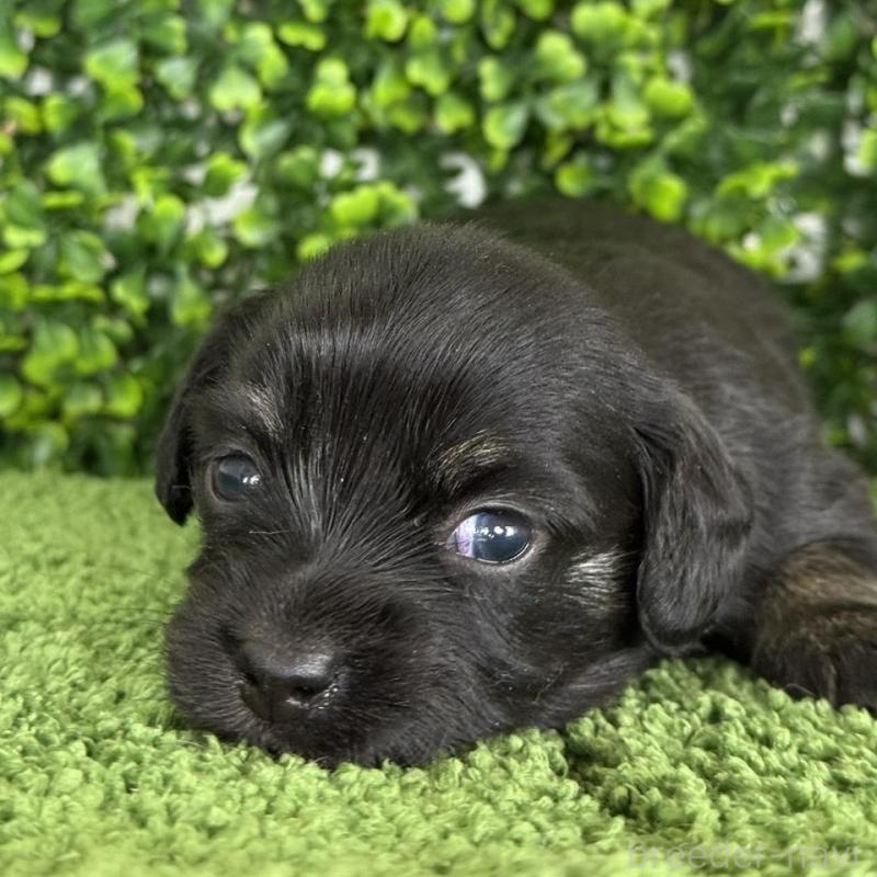 販売中の愛知県のチワックス:チワワ×ミニチュアダックスフンド-449951