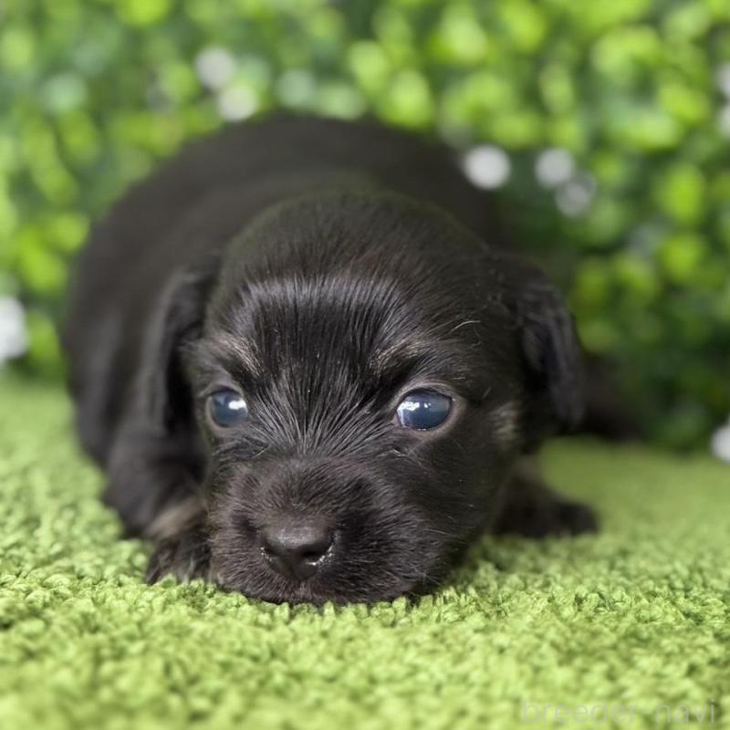 販売中の愛知県のチワックス:チワワ×ミニチュアダックスフンド-449951の6枚目