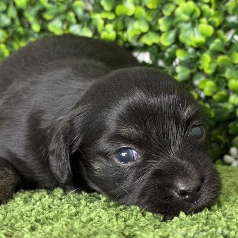 販売中の愛知県のチワックス:チワワ×ミニチュアダックスフンド-449951の5枚目