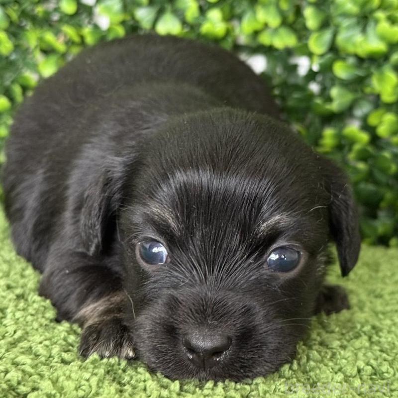 販売中の愛知県のチワックス:チワワ×ミニチュアダックスフンド-449951の4枚目