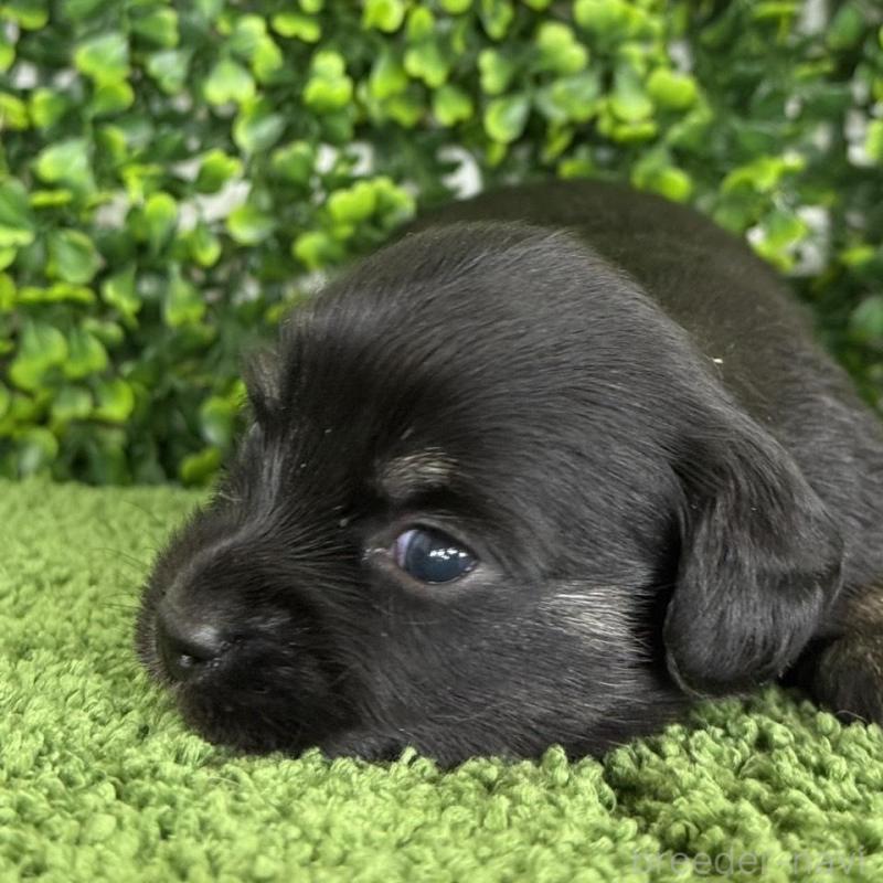 販売中の愛知県のチワックス:チワワ×ミニチュアダックスフンド-449951の3枚目