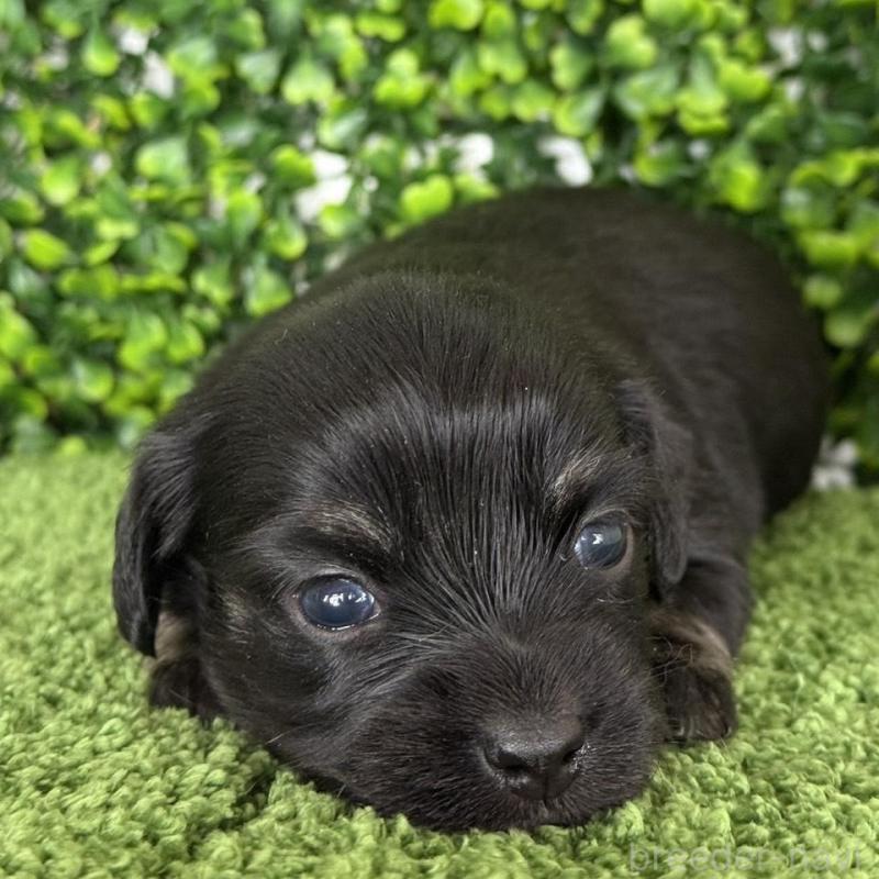 販売中の愛知県のチワックス:チワワ×ミニチュアダックスフンド-449951の2枚目