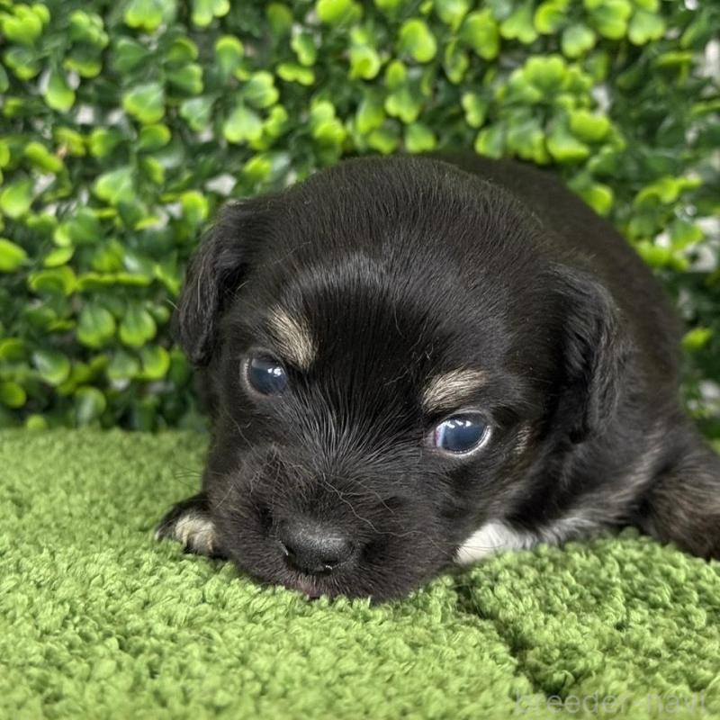 販売中の愛知県のチワックス:チワワ×ミニチュアダックスフンド-449952