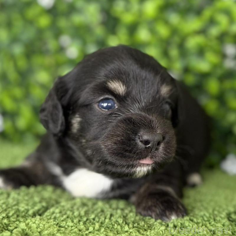 販売中の愛知県のチワックス:チワワ×ミニチュアダックスフンド-449952の3枚目