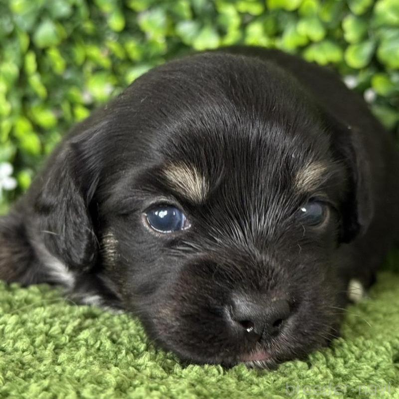 販売中の愛知県のチワックス:チワワ×ミニチュアダックスフンド-449952の2枚目