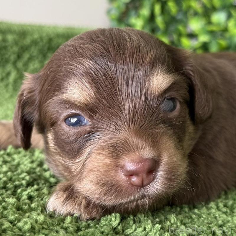 販売中の愛知県のチワックス:チワワ×ミニチュアダックスフンド-449955の1枚目