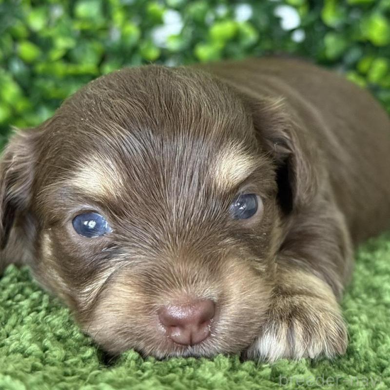 販売中の愛知県のチワックス:チワワ×ミニチュアダックスフンド-449955の4枚目