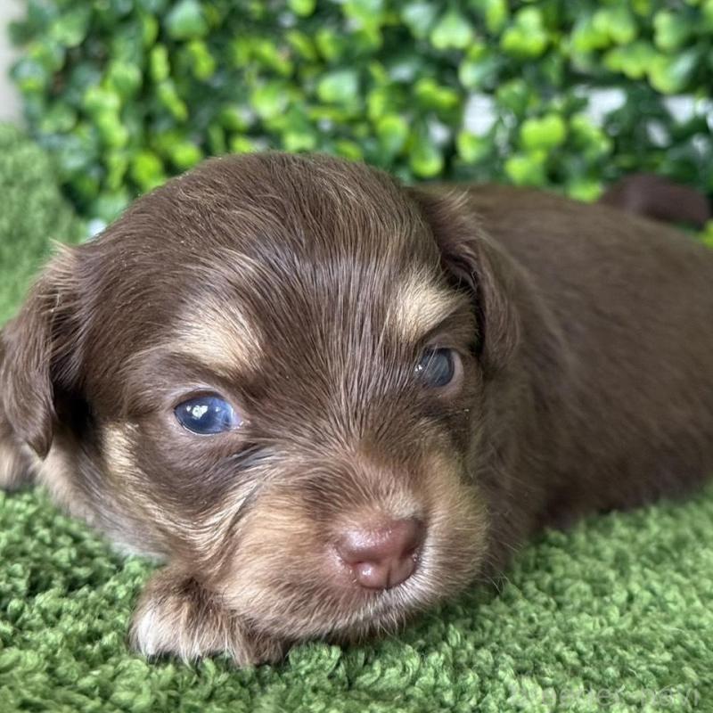 販売中の愛知県のチワックス:チワワ×ミニチュアダックスフンド-449955の3枚目