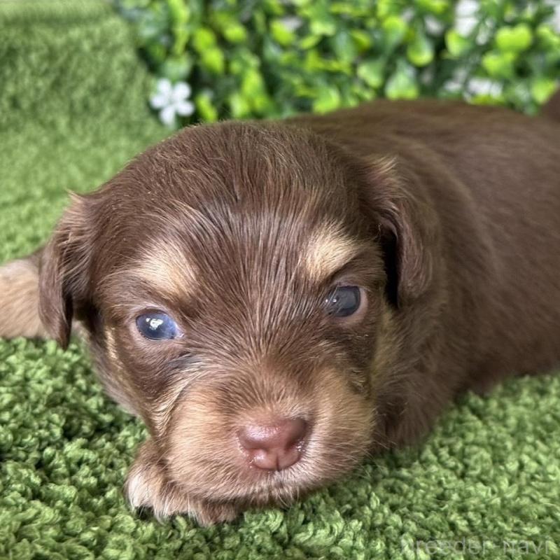 販売中の愛知県のチワックス:チワワ×ミニチュアダックスフンド-449955の2枚目