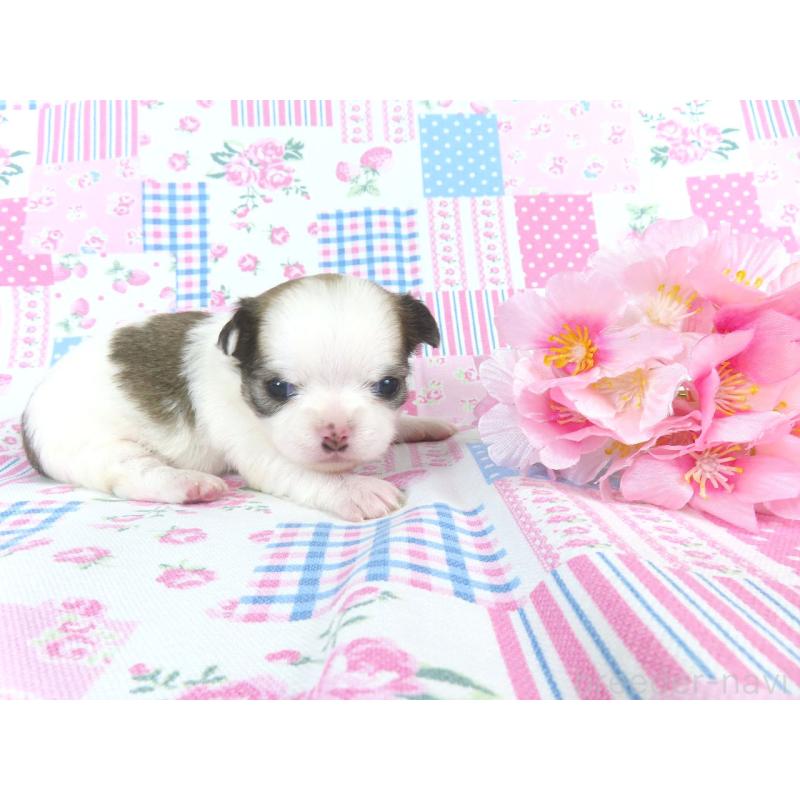 販売中の千葉県のチワワ(ロングコート)-449957の5枚目