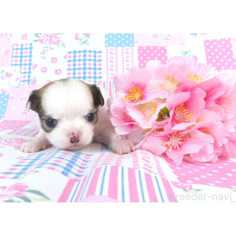 販売中の千葉県のチワワ(ロングコート)-449957の3枚目