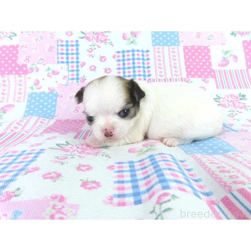 販売中の千葉県のチワワ(ロングコート)-449957の4枚目