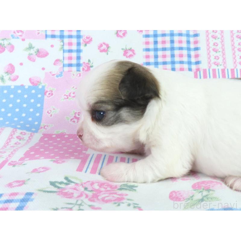 販売中の千葉県のチワワ(ロングコート)-449957の2枚目