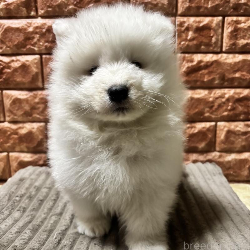 販売中の北海道のサモエド-449958の1枚目