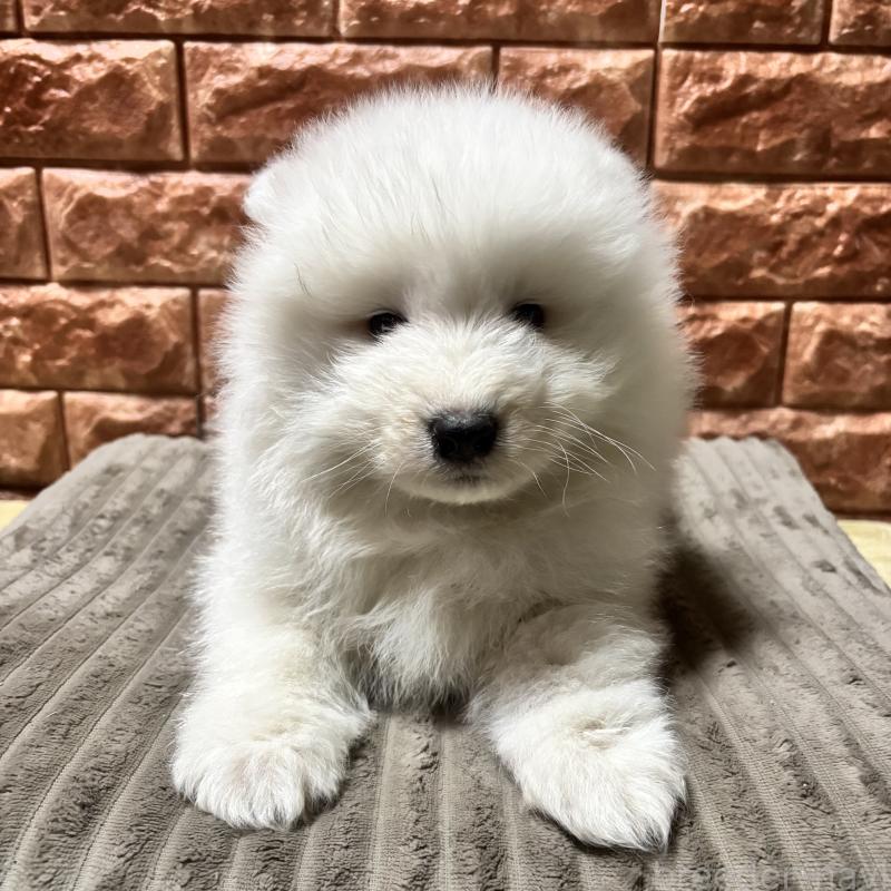 販売中の北海道のサモエド-449958の4枚目