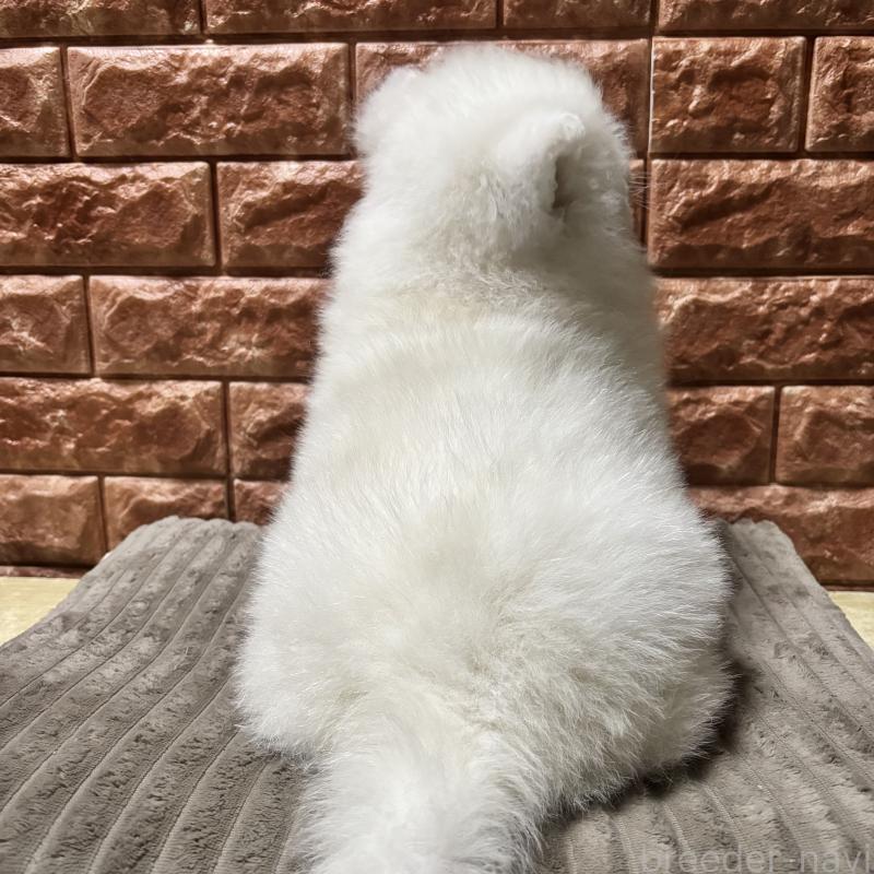 販売中の北海道のサモエド-449958の3枚目