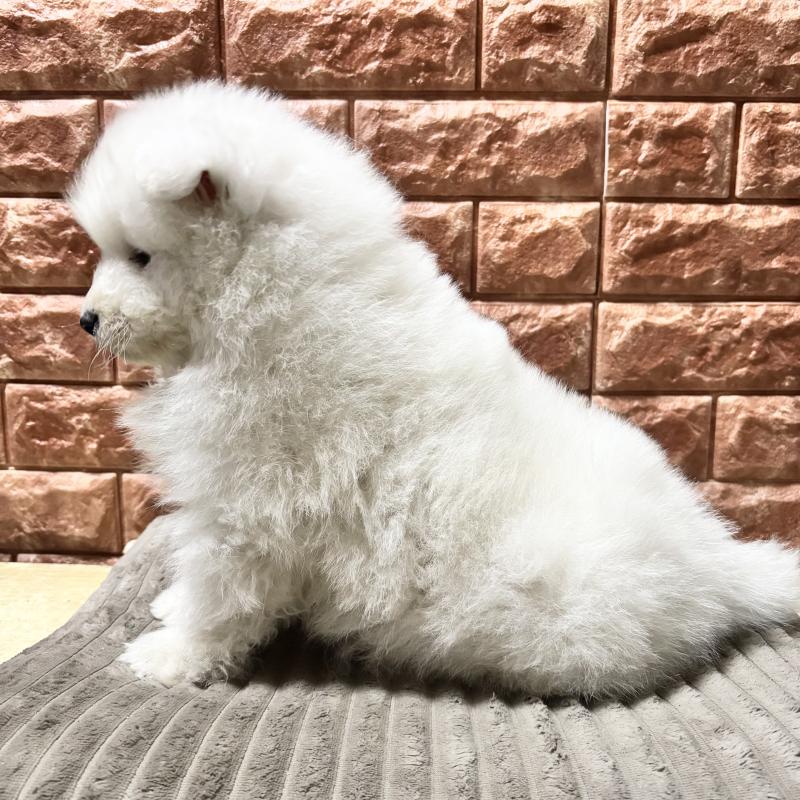 販売中の北海道のサモエド-449958の2枚目