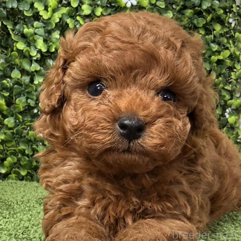 販売中の愛知県のタイニープードル-449959の3枚目