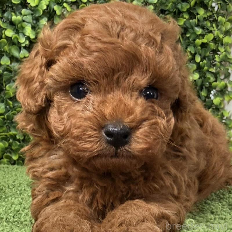 販売中の愛知県のタイニープードル-449959の2枚目