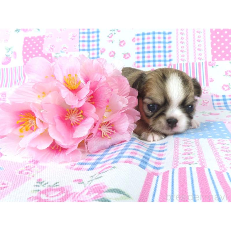 販売中の千葉県のチワワ(ロングコート)-449960の5枚目