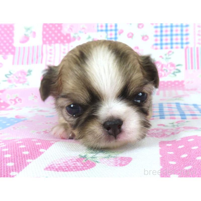 販売中の千葉県のチワワ(ロングコート)-449960の4枚目