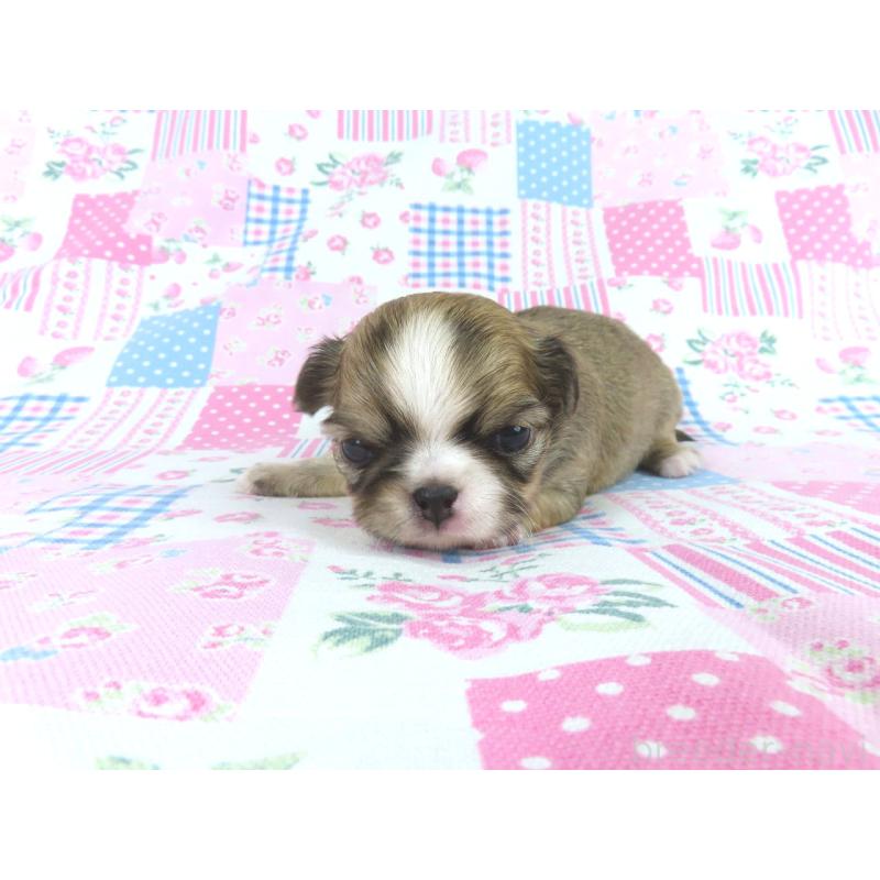 販売中の千葉県のチワワ(ロングコート)-449960の2枚目