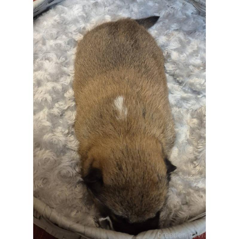 販売中の富山県の柴犬-449961の6枚目