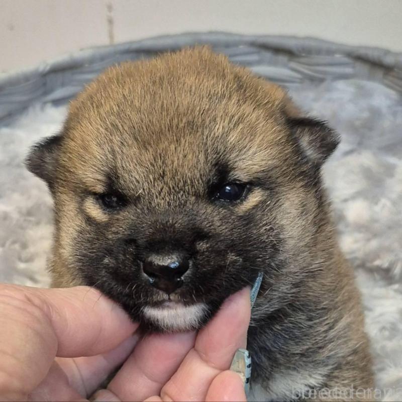 販売中の富山県の柴犬-449961