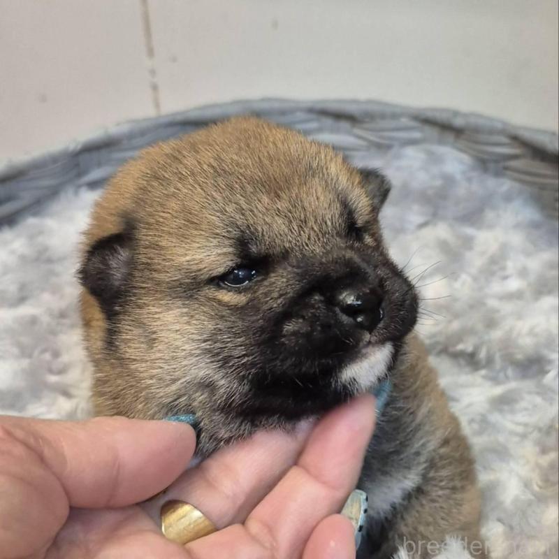 販売中の富山県の柴犬-449961の5枚目