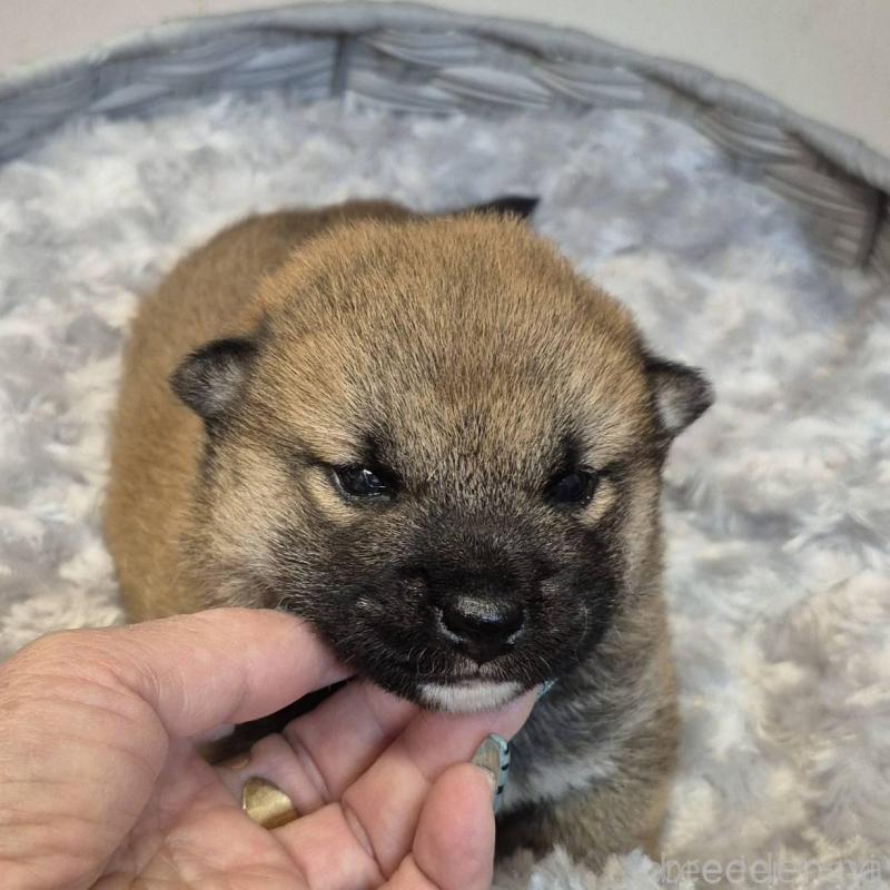 販売中の富山県の柴犬-449961の4枚目