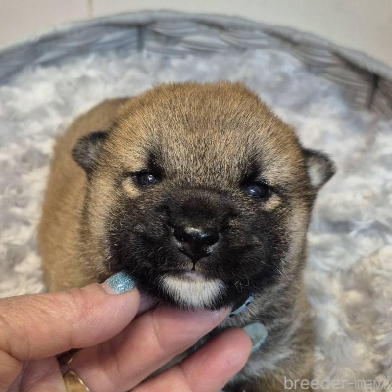 販売中の富山県の柴犬-449961の3枚目