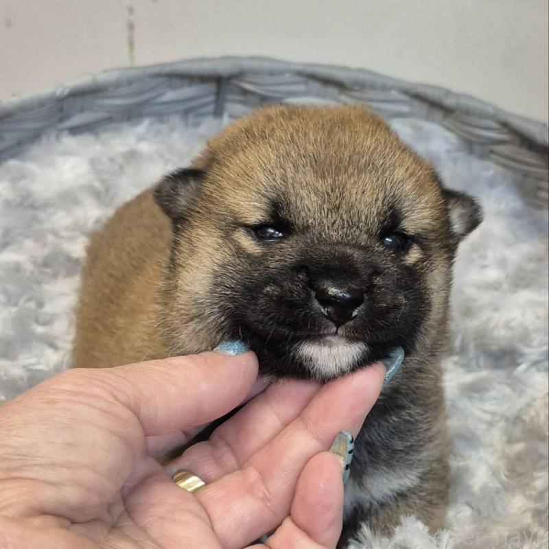 販売中の富山県の柴犬-449961の2枚目