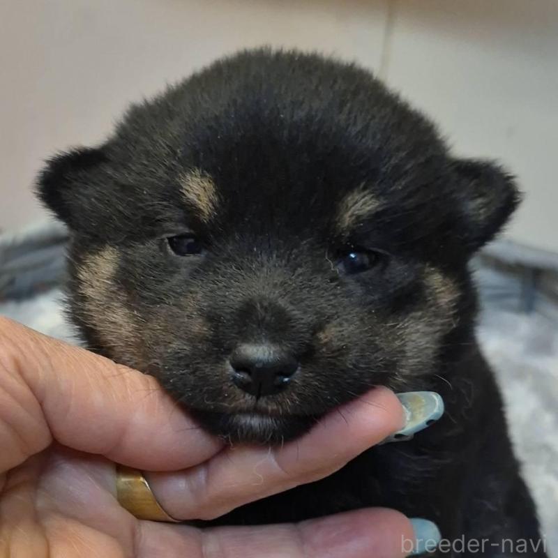 販売中の富山県の柴犬-449962の1枚目