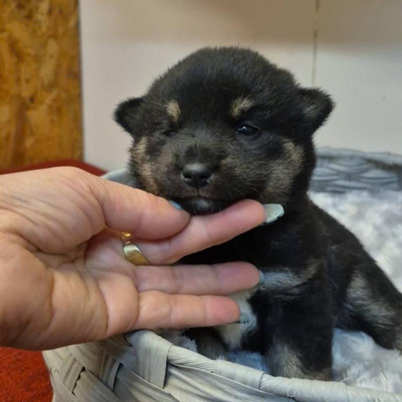 販売中の富山県の柴犬-449962の6枚目