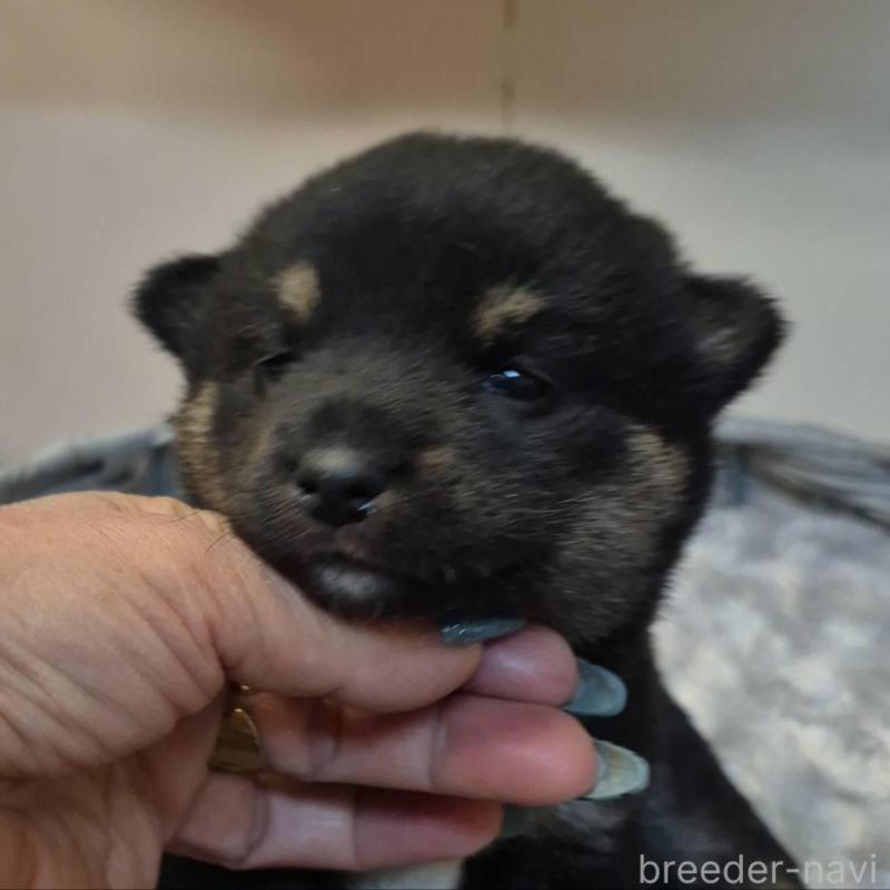 販売中の富山県の柴犬-449962の5枚目