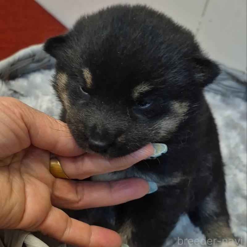 販売中の富山県の柴犬-449962の3枚目