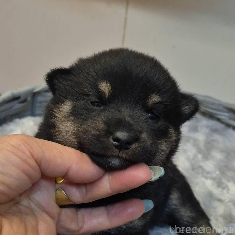 販売中の富山県の柴犬-449962の2枚目