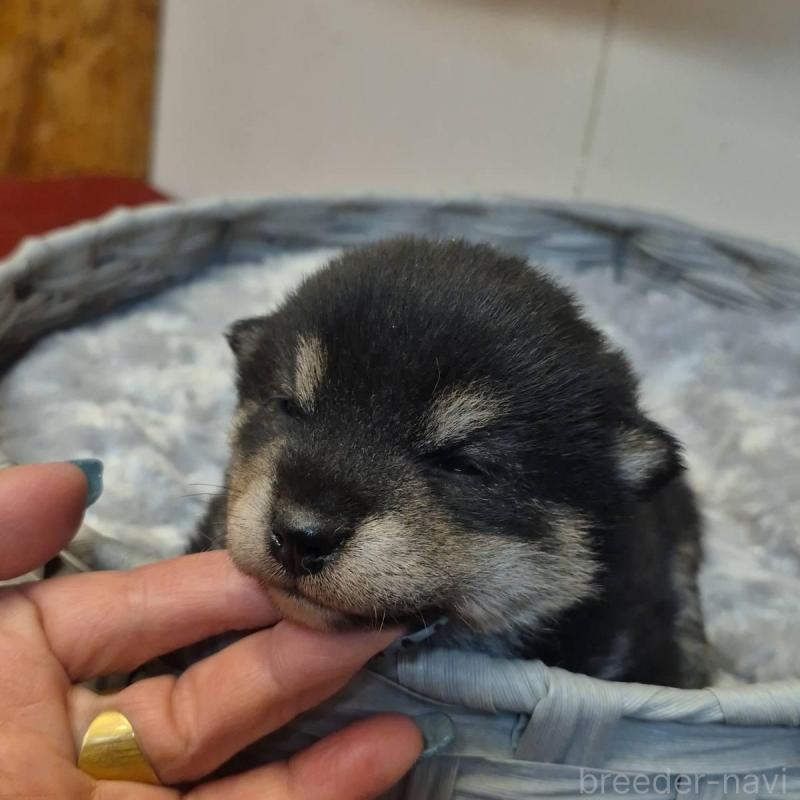 販売中の富山県の柴犬-449963の6枚目