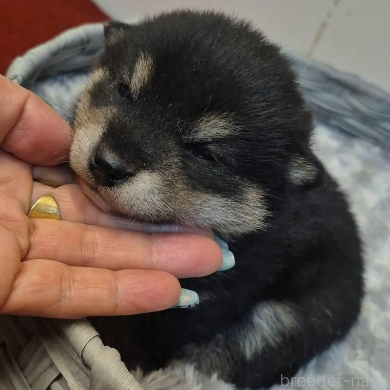 販売中の富山県の柴犬-449963の5枚目