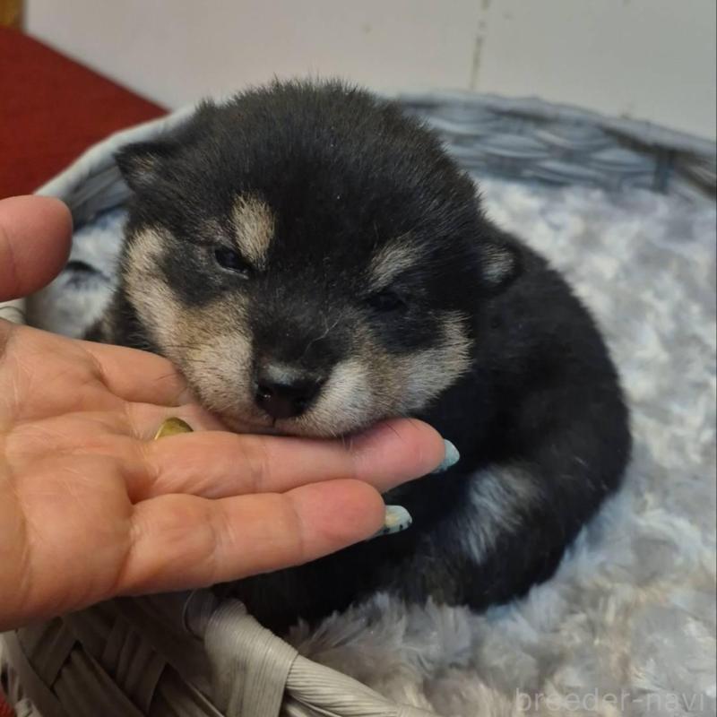 販売中の富山県の柴犬-449963の4枚目