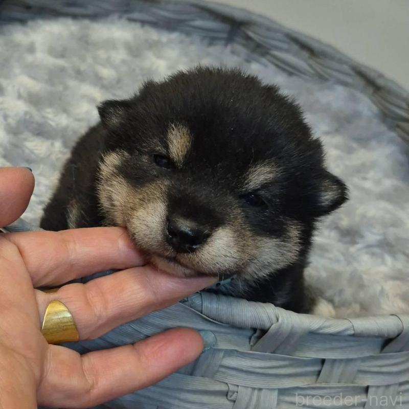販売中の富山県の柴犬-449963の3枚目