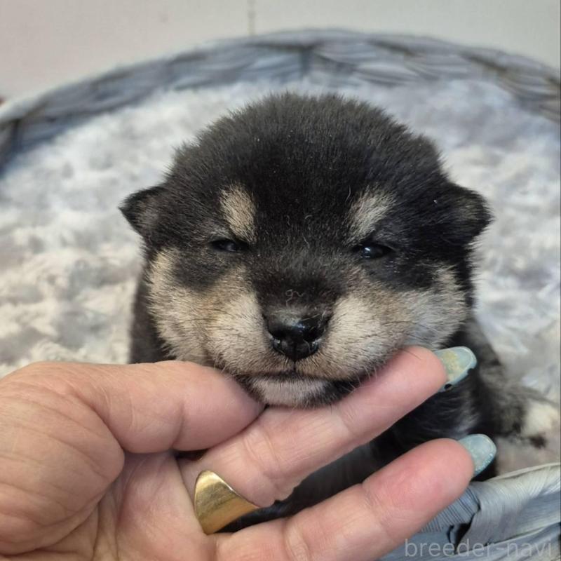 販売中の富山県の柴犬-449963の2枚目