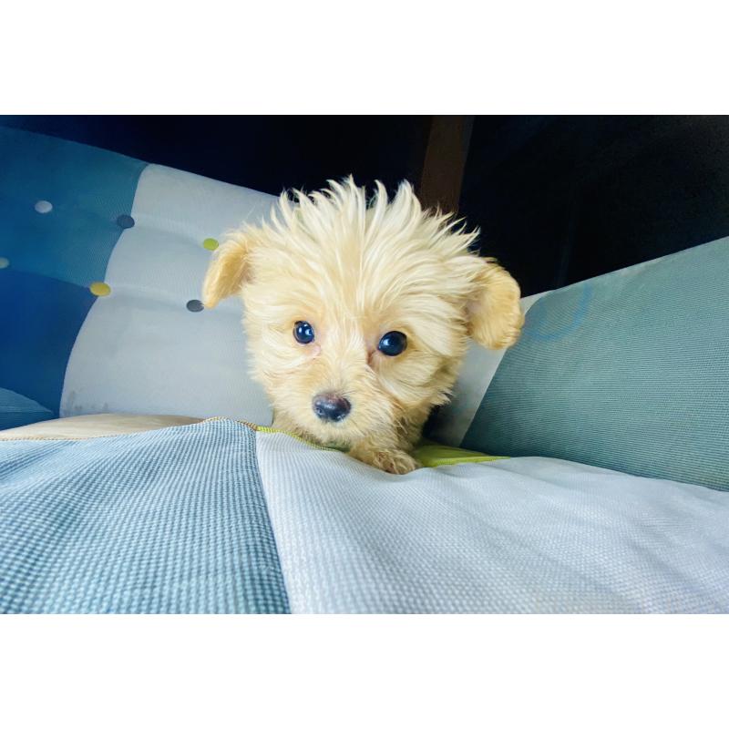 販売中の静岡県のポメプー:ポメラニアン×トイプードル-449964の4枚目