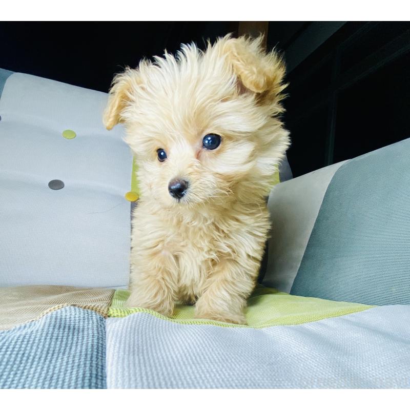 販売中の静岡県のポメプー:ポメラニアン×トイプードル-449964の3枚目