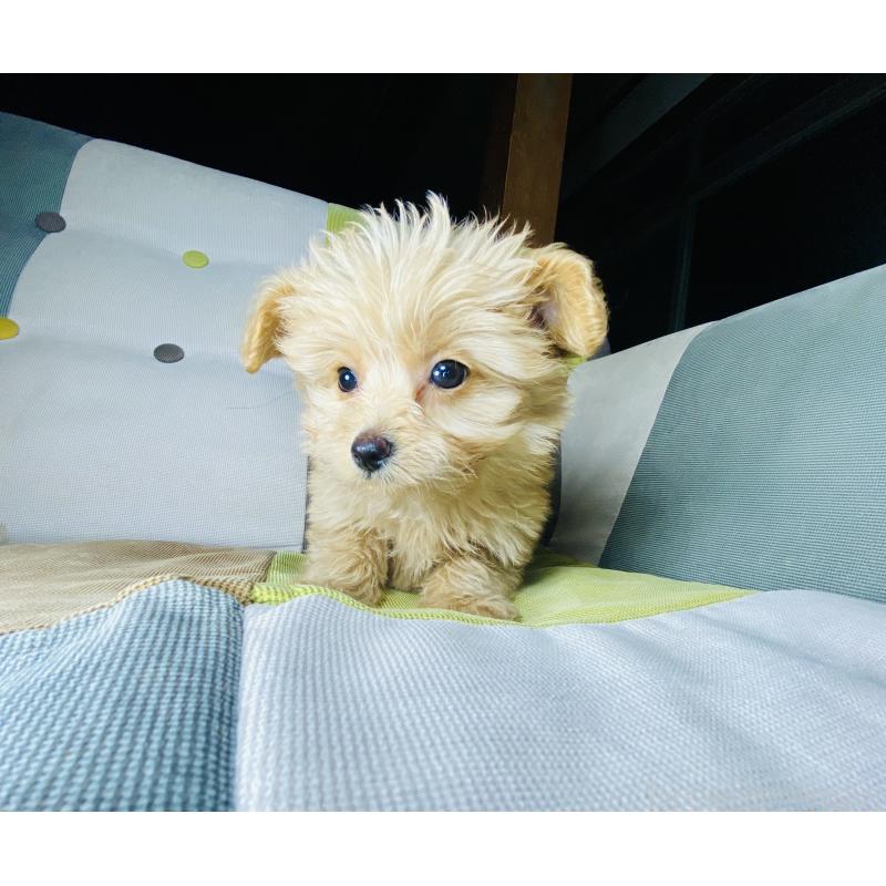 販売中の静岡県のポメプー:ポメラニアン×トイプードル-449964の2枚目