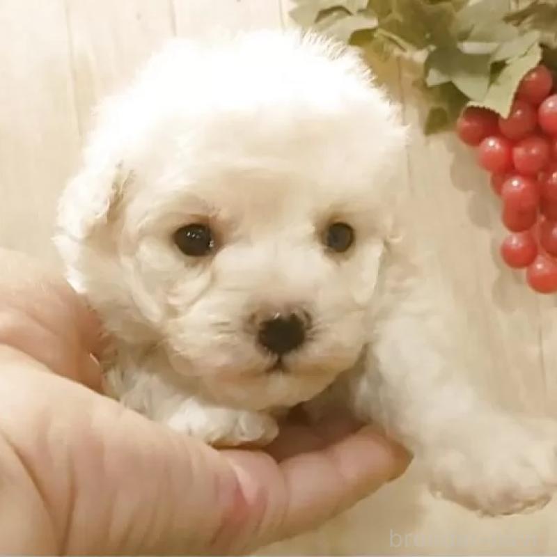 販売中の愛知県のティーカッププードル-449965の1枚目